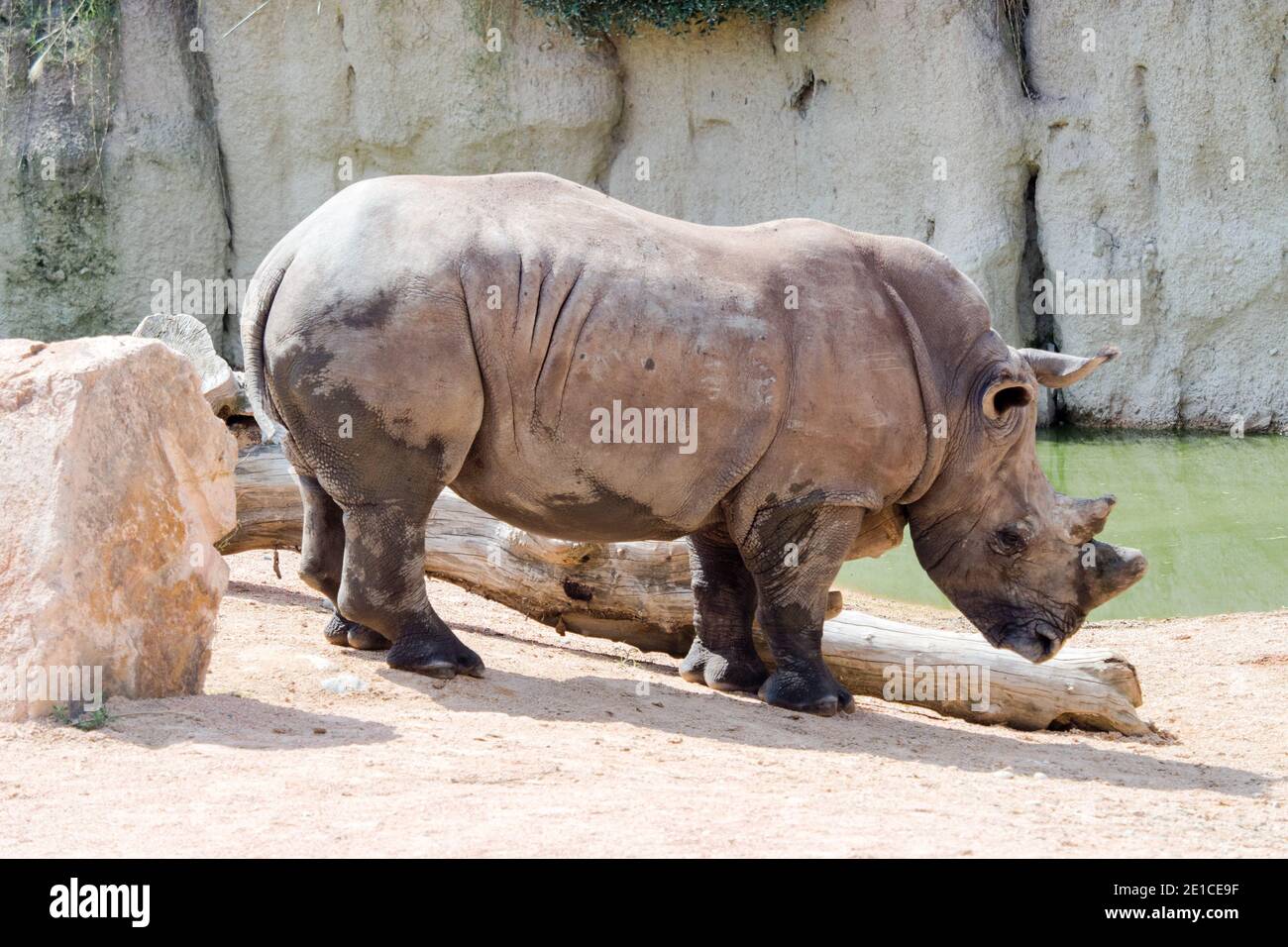 Rhinocéros blancs du sud ou rhinocéros à lèvres carrées (Ceratotherium simum), la plus grande espèce existante de rhinocéros. Banque D'Images