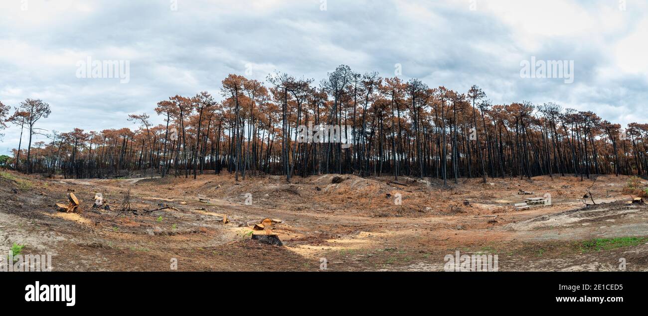 La forêt de Chiberta quelques semaines après le feu, en France Banque D'Images