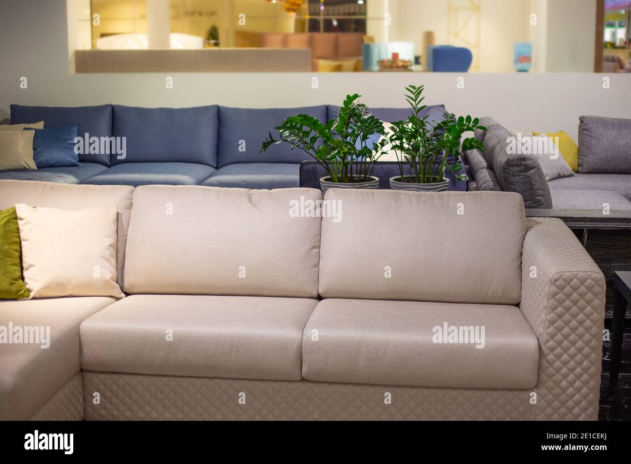 L'intérieur de la pièce. Grand canapé beige avec oreillers, fleurs en arrière-plan. Magasin de meubles. Banque D'Images