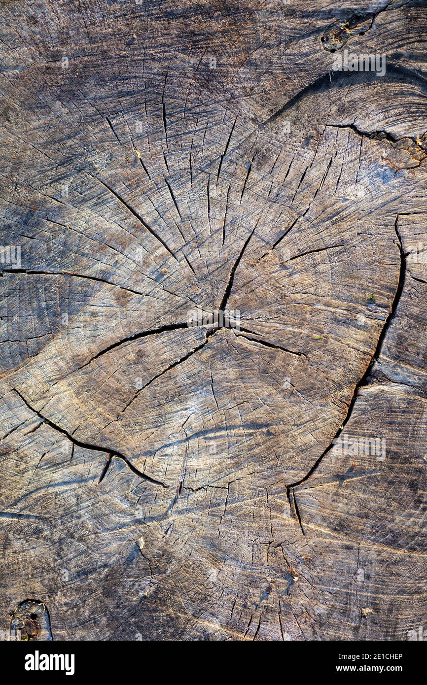 Souche d'arbre ancien rugueux avec des anneaux, des fissures et du grain de bois. Fond plat en bois. Banque D'Images