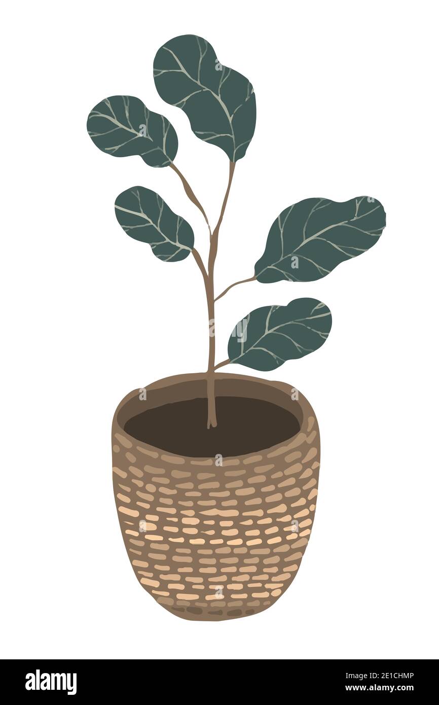 Prendre soin des plantes de la maison. Quartier sur les fleurs. Ficus avec lettrage et avec un motif. Entretien des plantes. Illustration plate de boho pour cartes, bannières, articles Banque D'Images