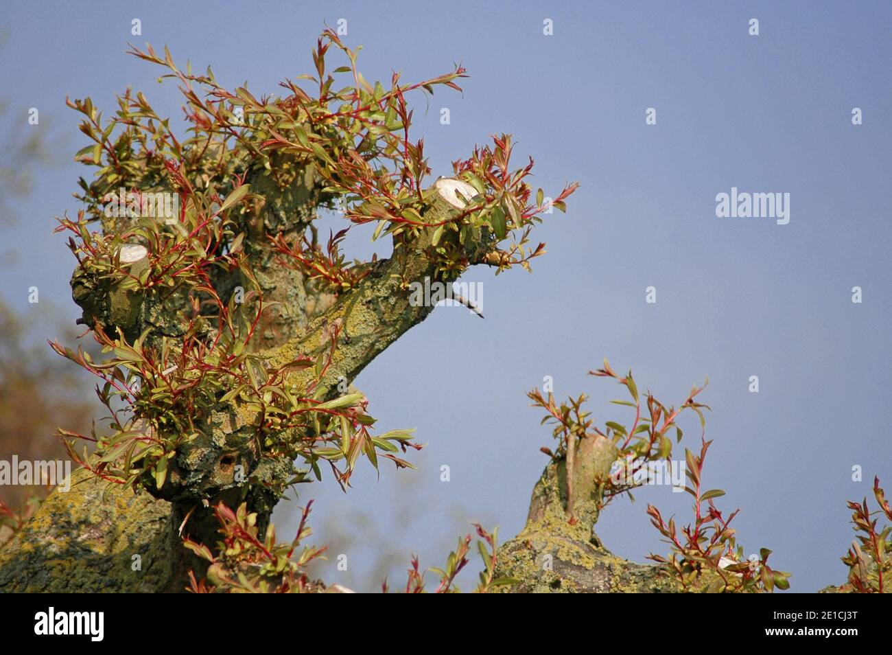 Saule doré (Salix x chrysocoma) ou 'Tristis' montrant une nouvelle croissance. West Sussex Coastal Plain, Chichester Plain, Englan, Royaume-Uni, avril. Banque D'Images