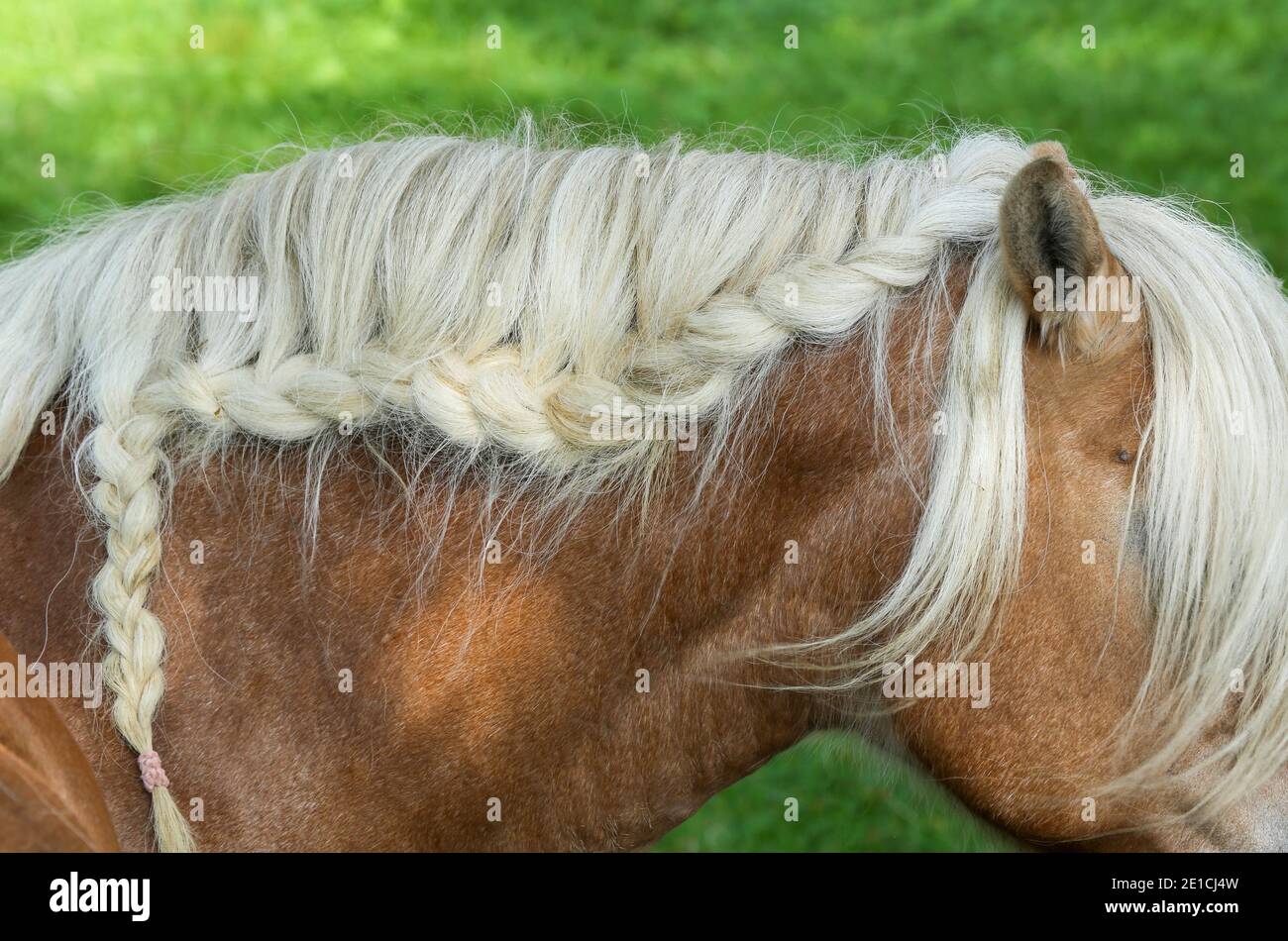 La tête d'un cheval brun avec une mane Photo Stock - Alamy