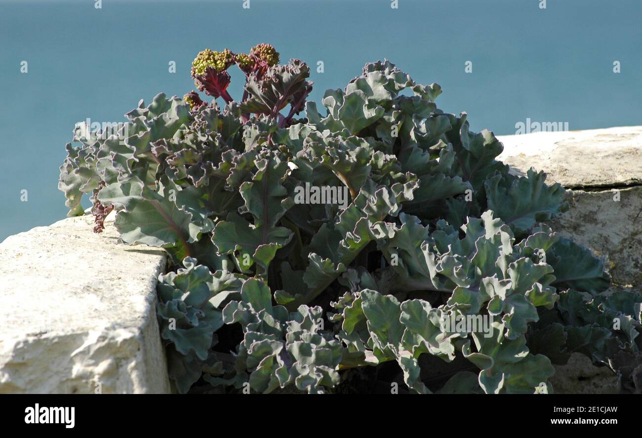 Seakale (Crambe maritima) en pleine floraison, qui pousse au-dessus de East Wittering Beach, Chichester, West Sussex, Angleterre, Royaume-Uni. Avril. Légumes de luxe blanchis. Banque D'Images