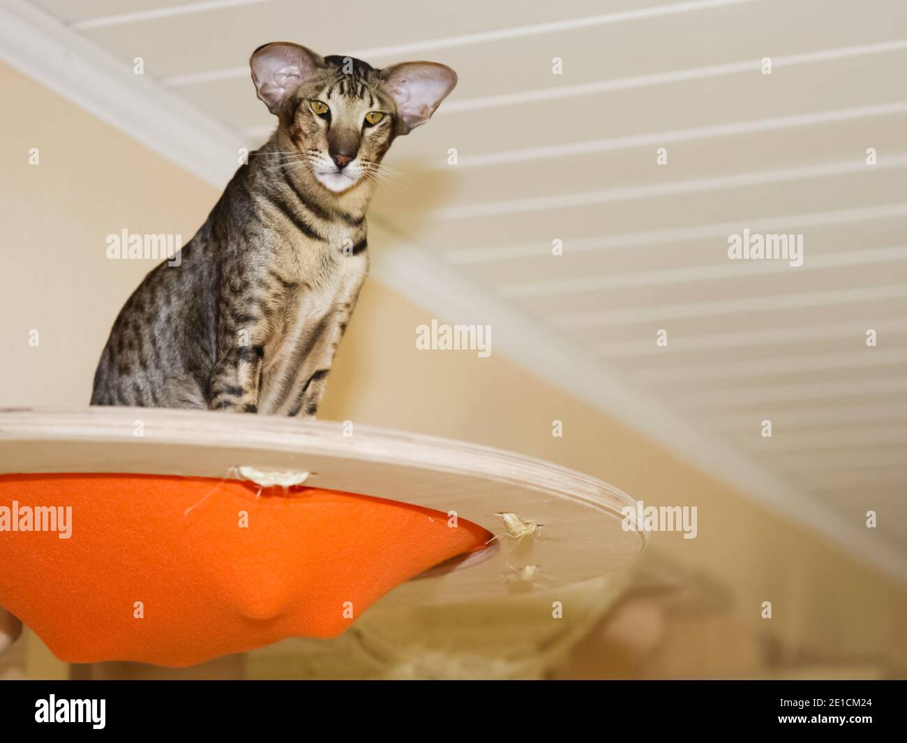 Un Chat Avec De Grandes Oreilles Est Place Sur Une Etagere Un Chat De Grande Taille Photo Stock Alamy