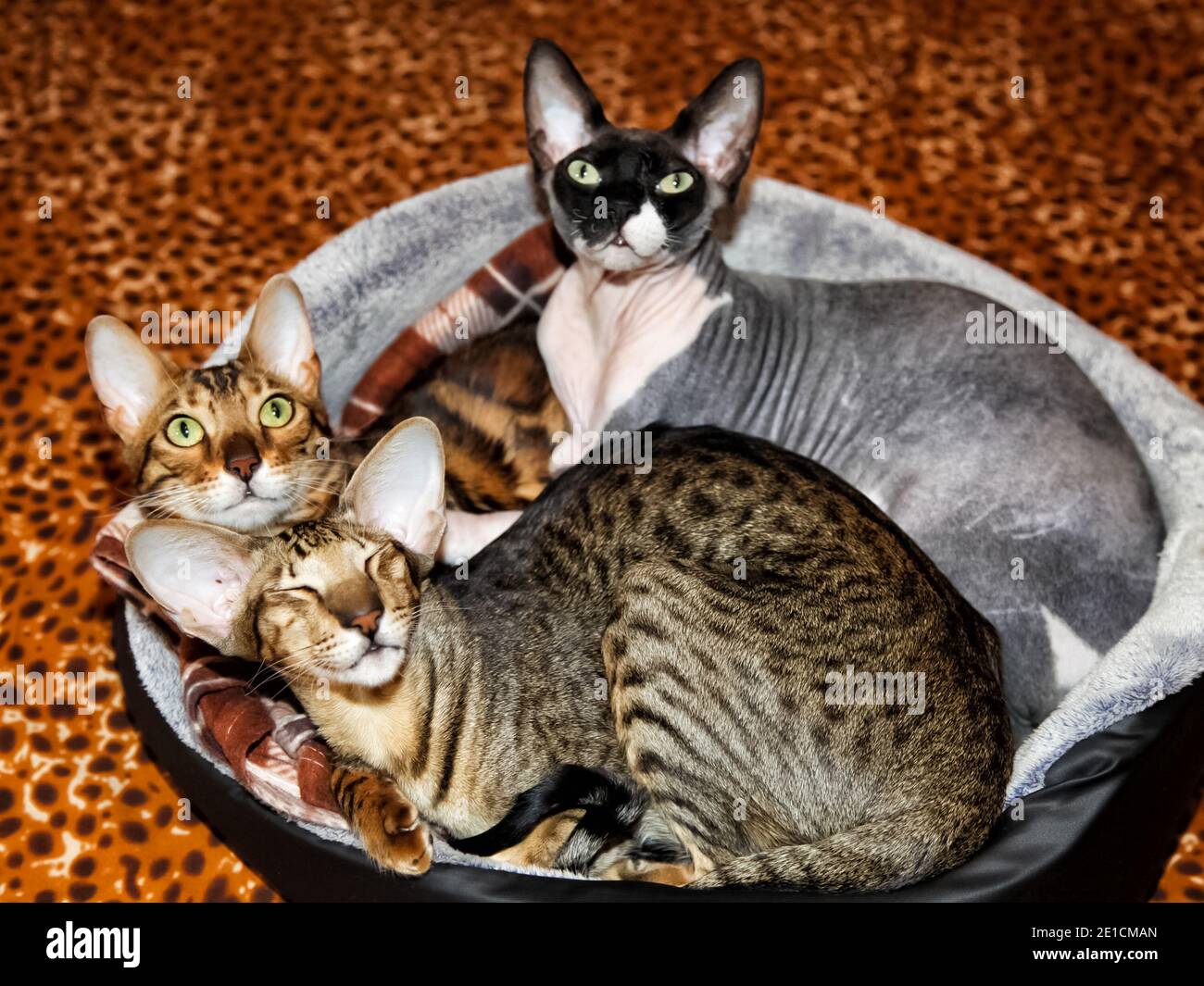 Les chats avec de grandes oreilles dorment ensemble dans un lit de chat. Banque D'Images