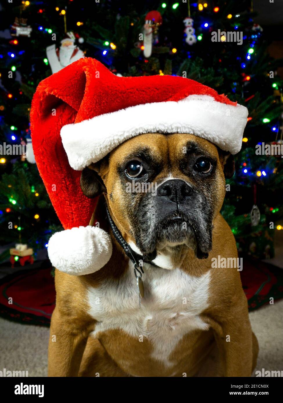 Chien de taureau américain avec décorations de vacances Banque D'Images