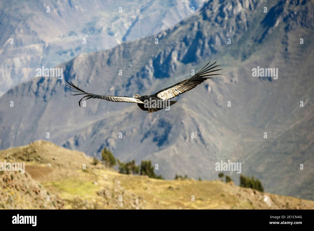 Condor des Andes (Vultur gryphus) survolant le Canyon de Colca, à partir de la Croix du Condor donnent sur, Arequipa, Peru Banque D'Images