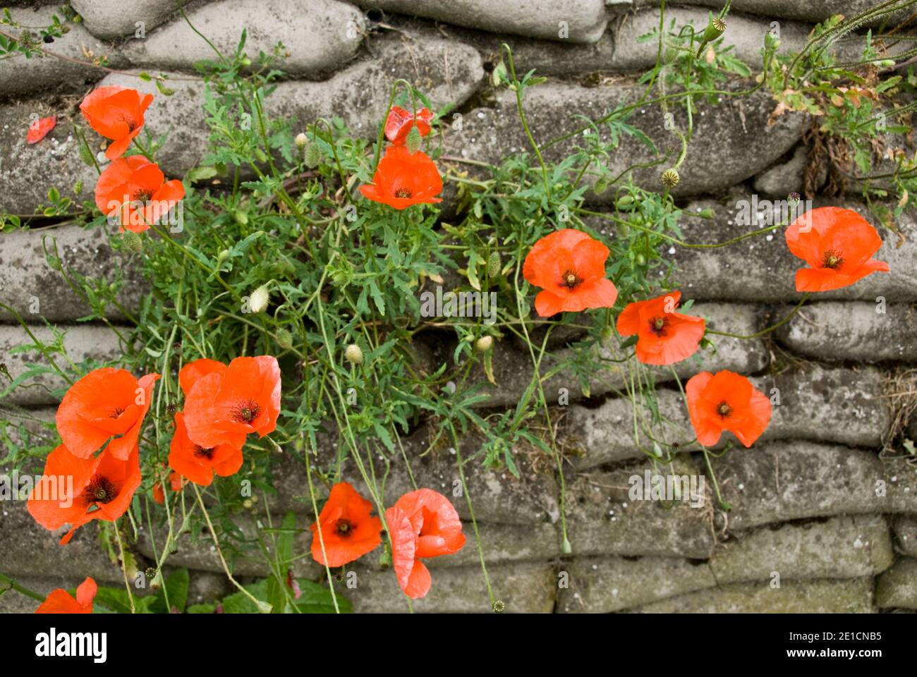 Les coquelicots poussent dans et autour de la « tranchée de la mort », une section préservée des tranchées militaires de la première Guerre mondiale à Diksmuide, en Belgique. Banque D'Images