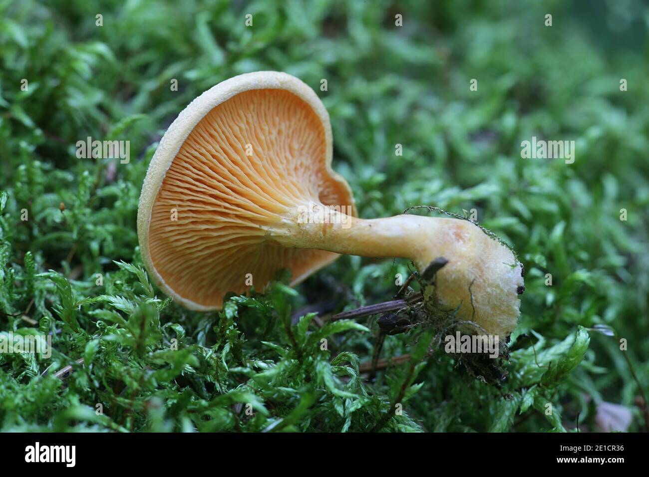 Hygrophoropsis aurantiaca, connu comme la fausse chanterelle champignons sauvages, à partir de la Finlande Banque D'Images