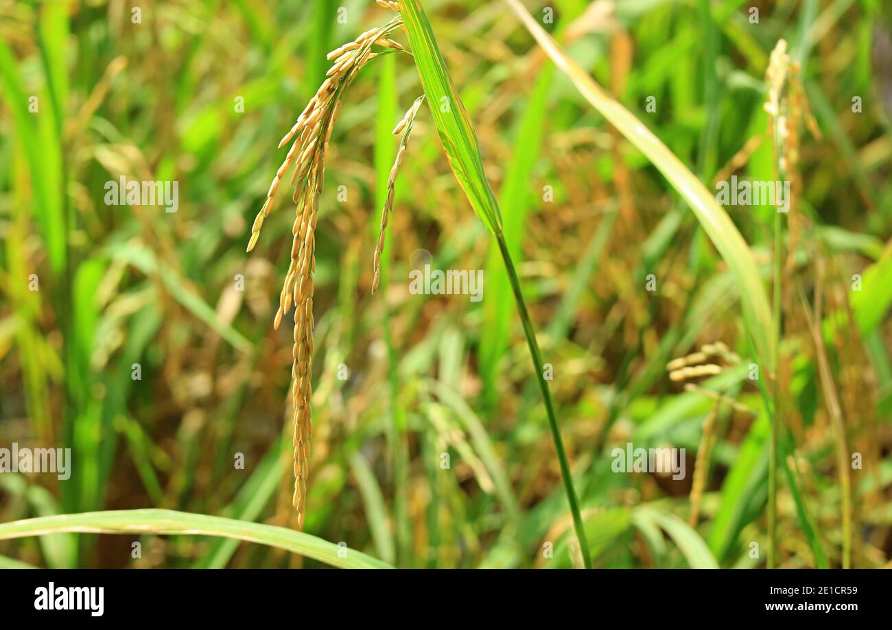 Gros plan sur les grains de riz mûrs dans les champs de Paddy Saison de récolte Banque D'Images