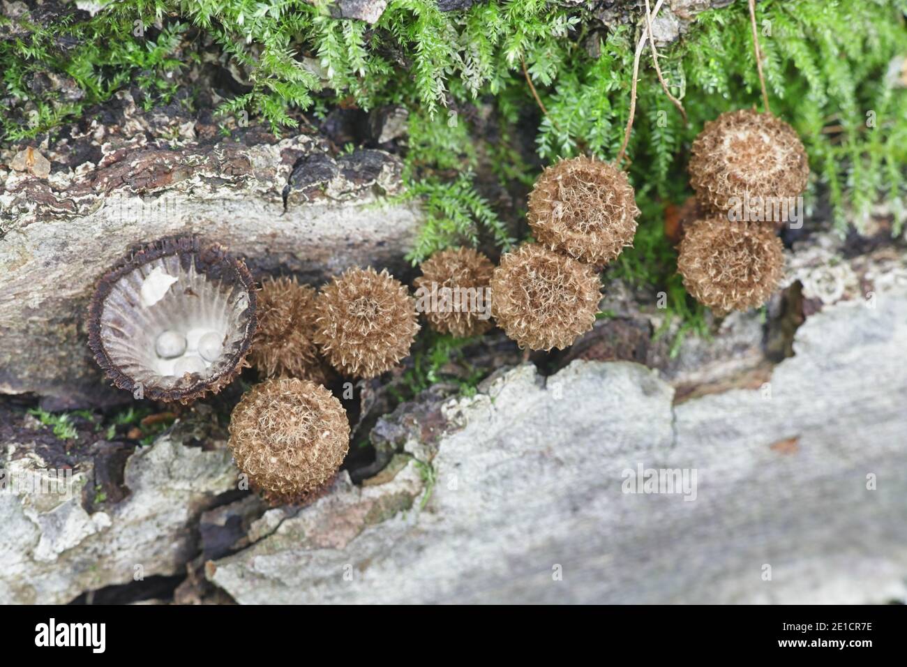 Cyathus striatus, connu sous le nom de nid d'oiseau à cannelures champignon ou splash cup, les champignons de la Finlande Banque D'Images