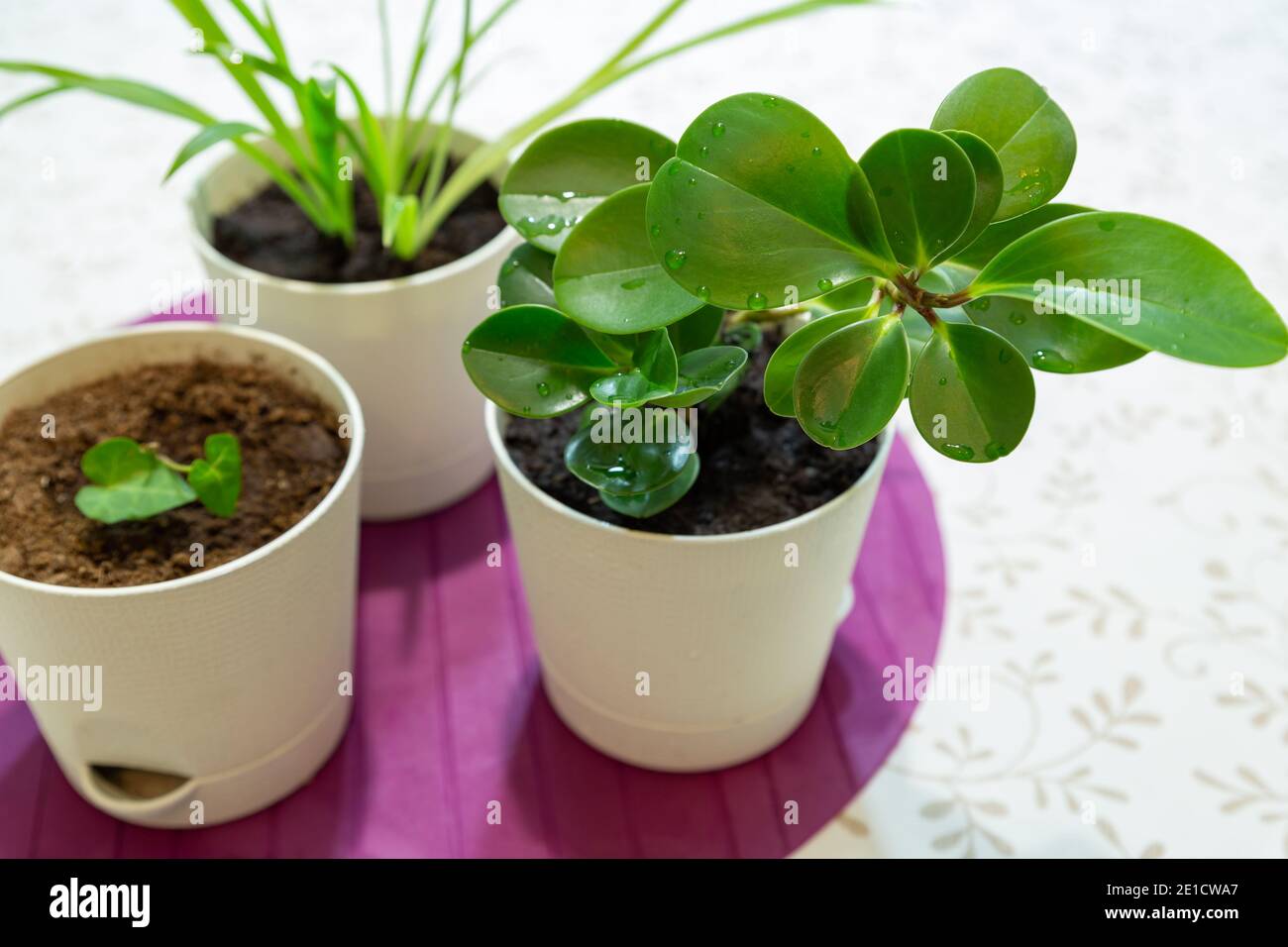 Les plantes de maison dans des pots blancs sur une table de cuisine gros plan. Concept de soin des plantes. Banque D'Images