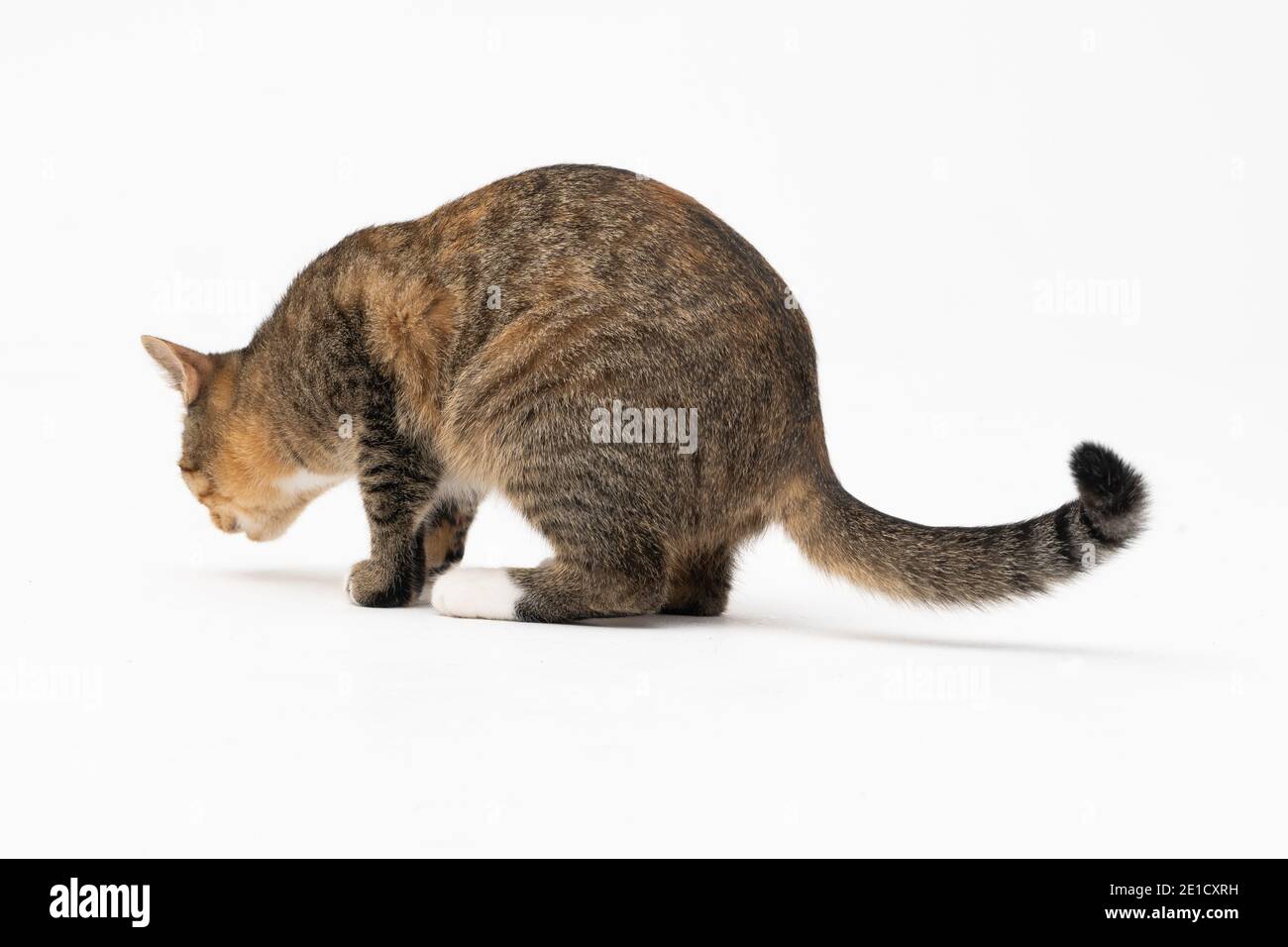 Au cours de la recherche, le chat a attrapé une odeur qui l'intéressait beaucoup et s'est arrêté pour l'examiner complètement. Banque D'Images