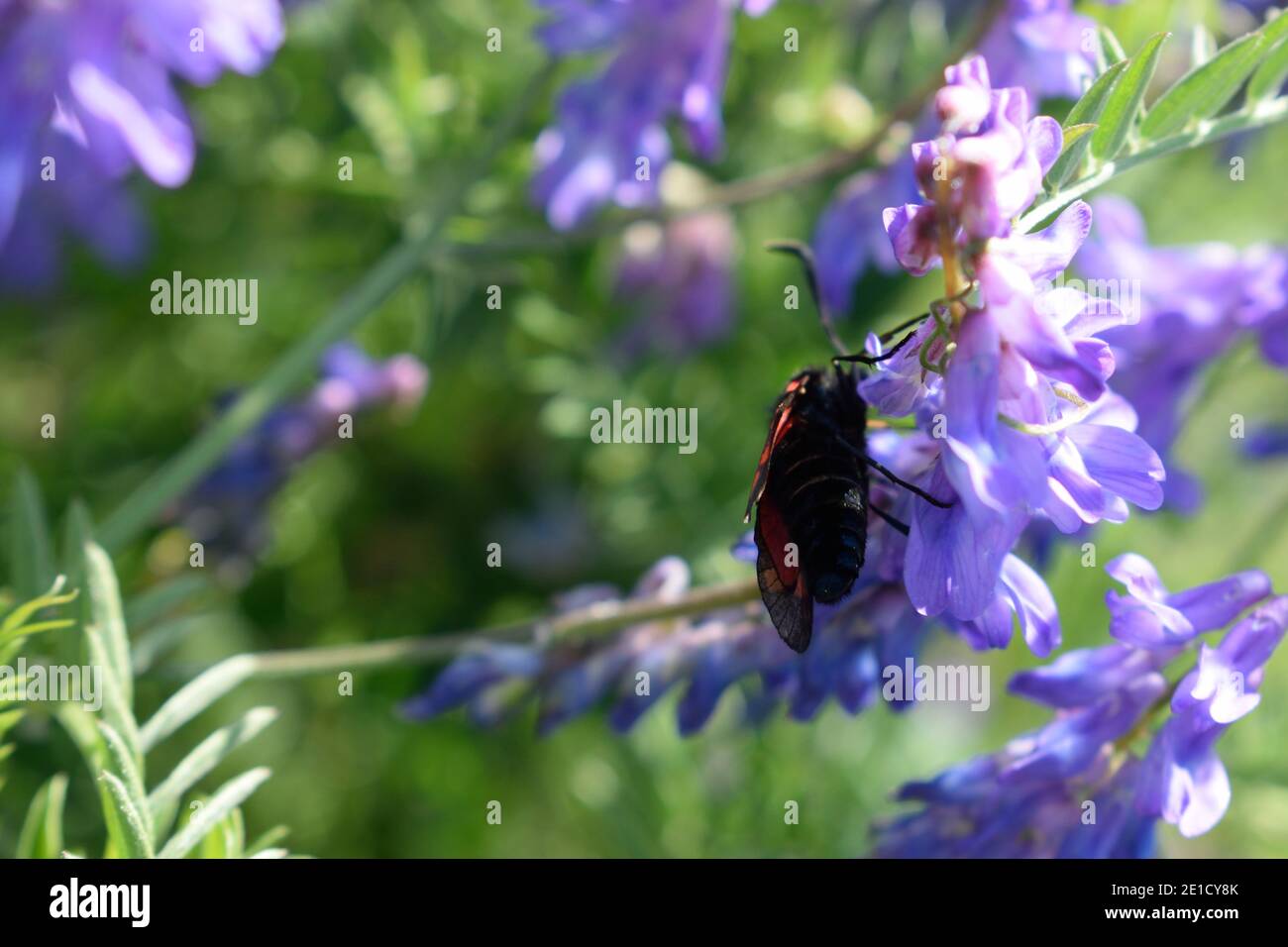 Nectar de collecte six-Spot Burnett de fleurs pourpre Banque D'Images