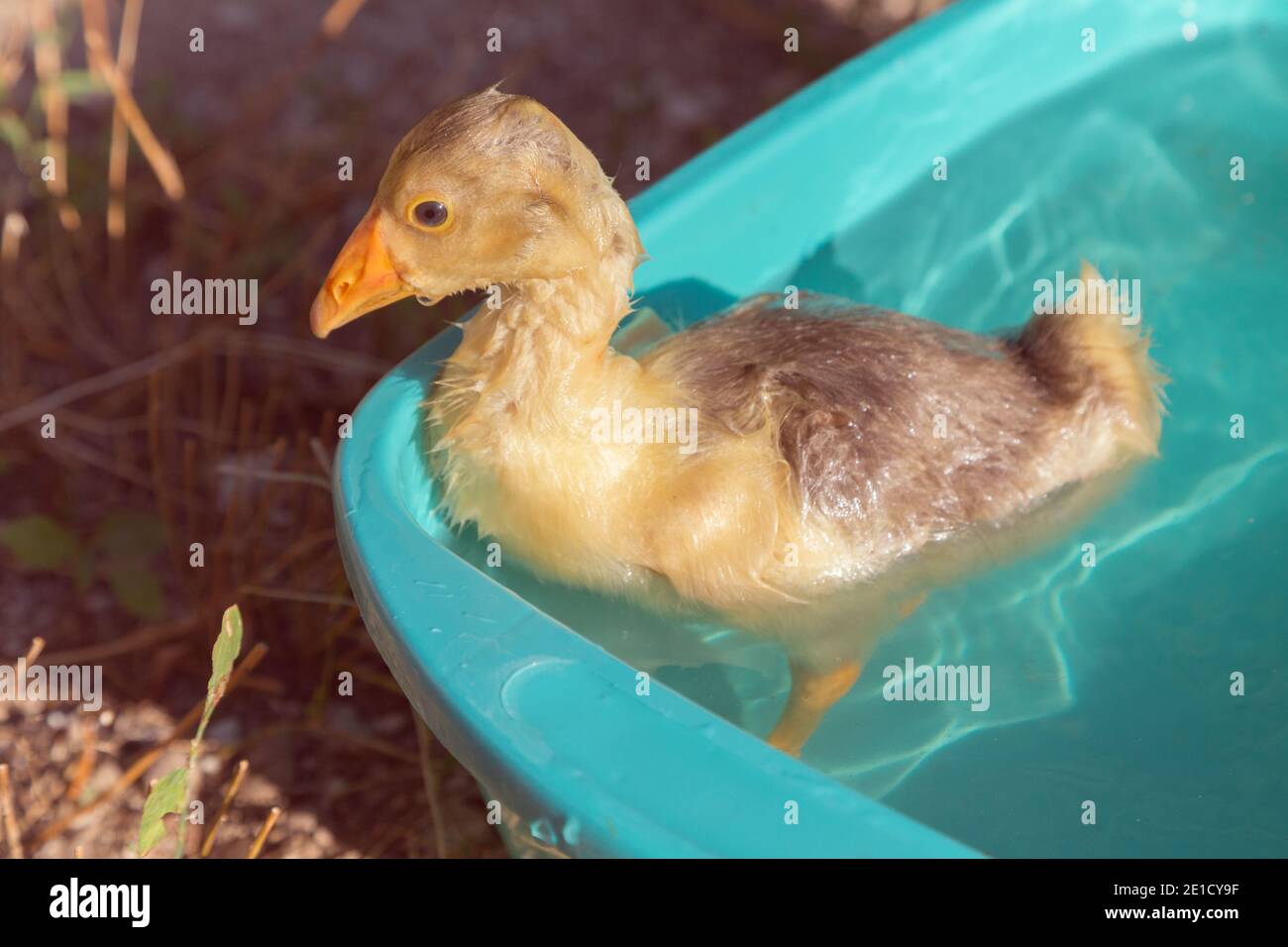Gosling tourbillonne dans un bassin aux rayons du soleil couchant. Gros plan. Banque D'Images