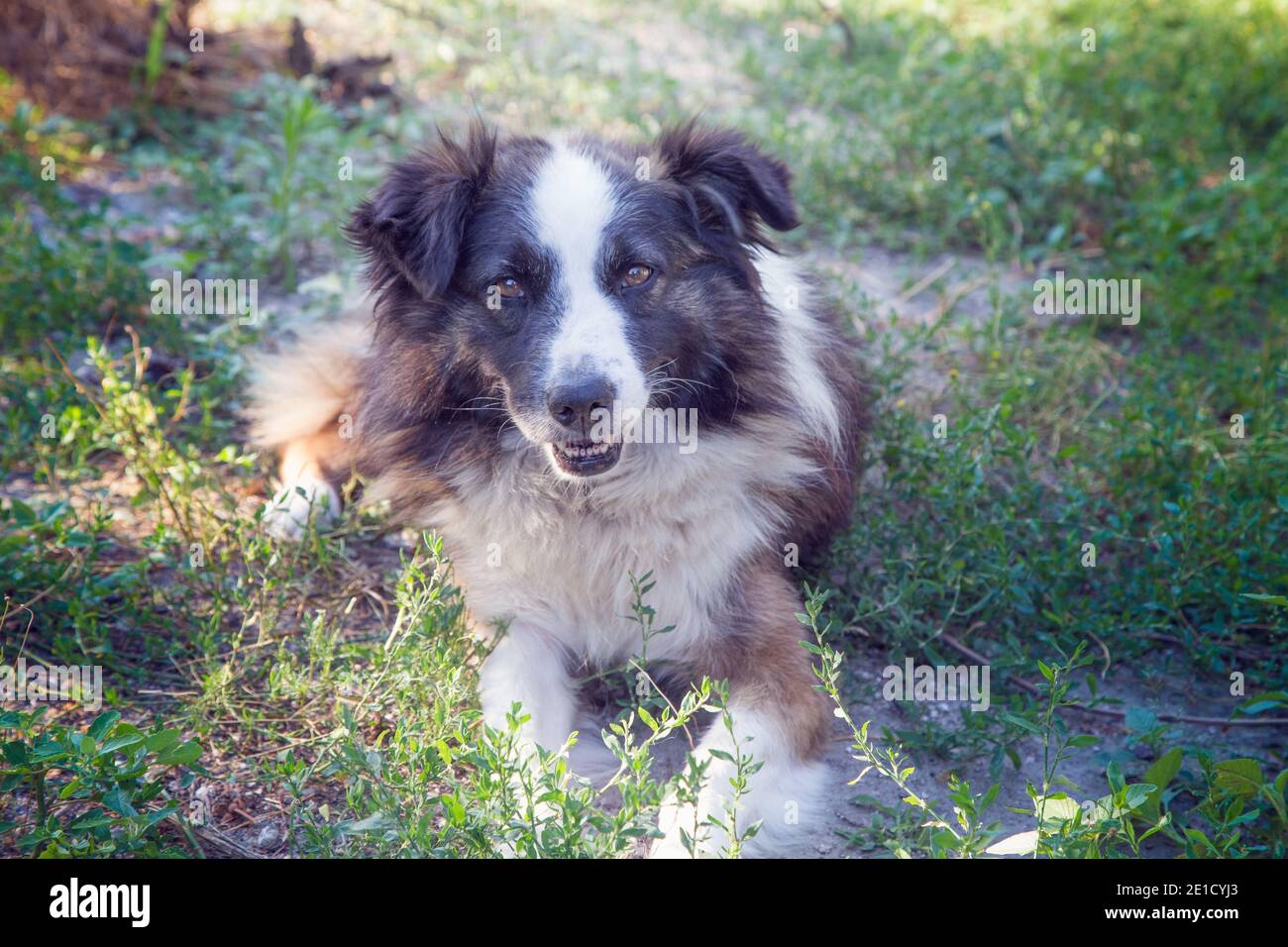 Portrait d'un joli chien de race mixte. Gros plan. Banque D'Images