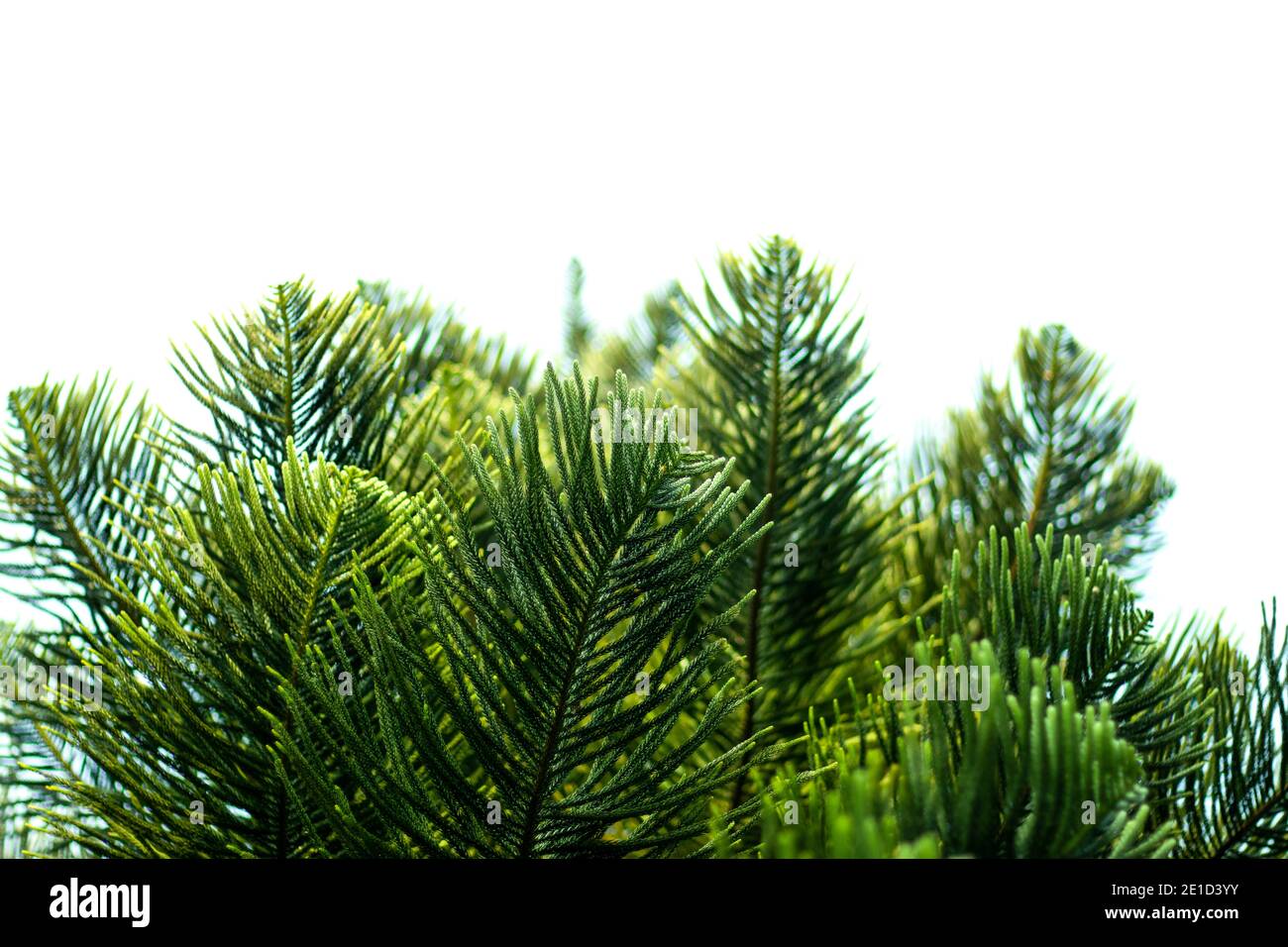 PIN de l'île Norfolk ou pin de Cook ou arbre de Jhau provenant des Araucariaceae Banque D'Images