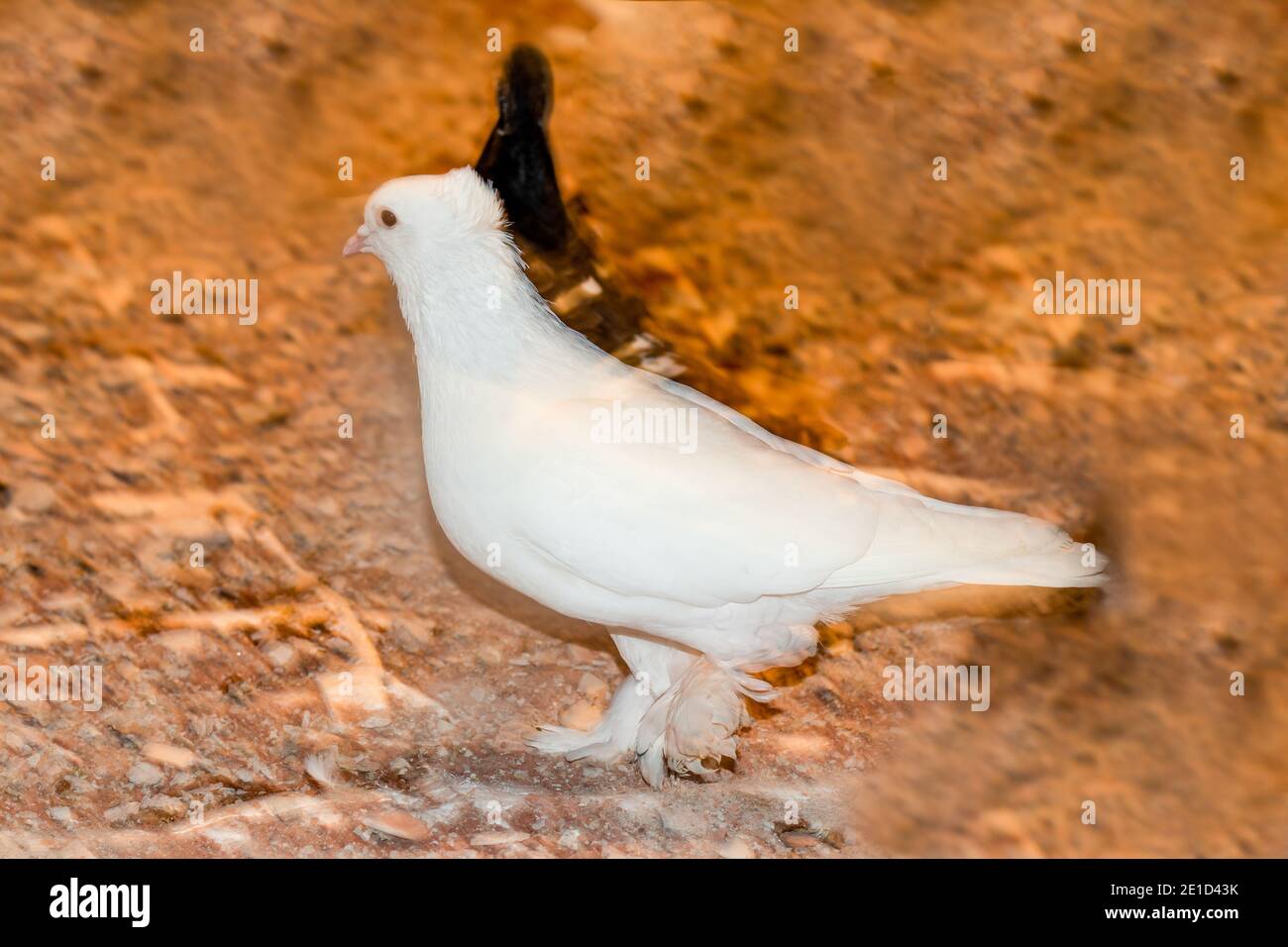 Pigeon blanc en train de manger et de regarder devant sur la nourriture et autonome Banque D'Images