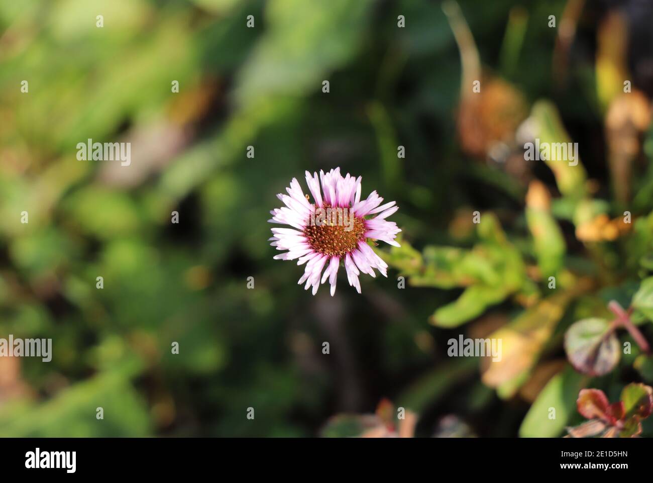 Mourir Erigeron alpinus dans le dernier stade. Pétales légèrement roses au centre foncé. La plante appartient à la famille des pâquerettes. Situé à Jeseniky, république tchèque. Conc Banque D'Images