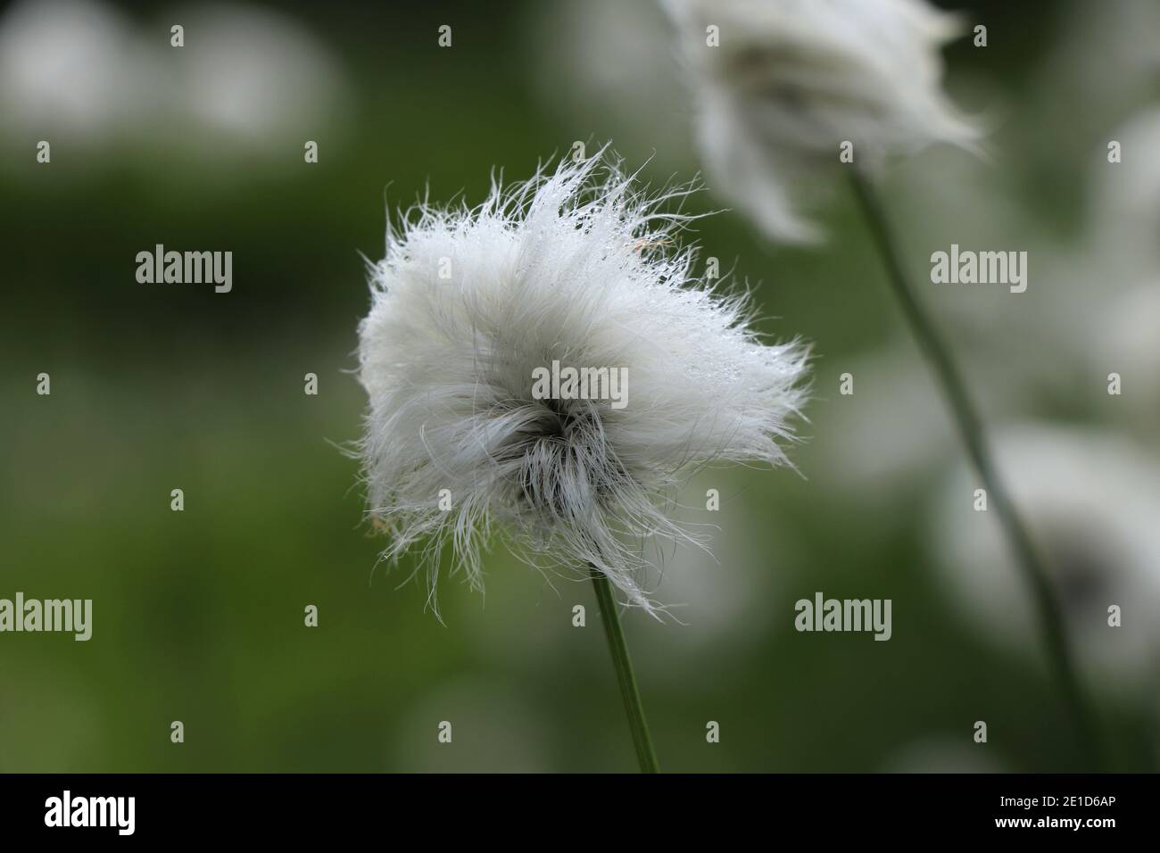 Petite affiche blanche sur tige verte simple. Eriophorum vaginatum dans une végétation verte. Le coton de la chaussette de protection, ou le cotonsedge gainé, ressemble à un caillot de poussière. Banque D'Images