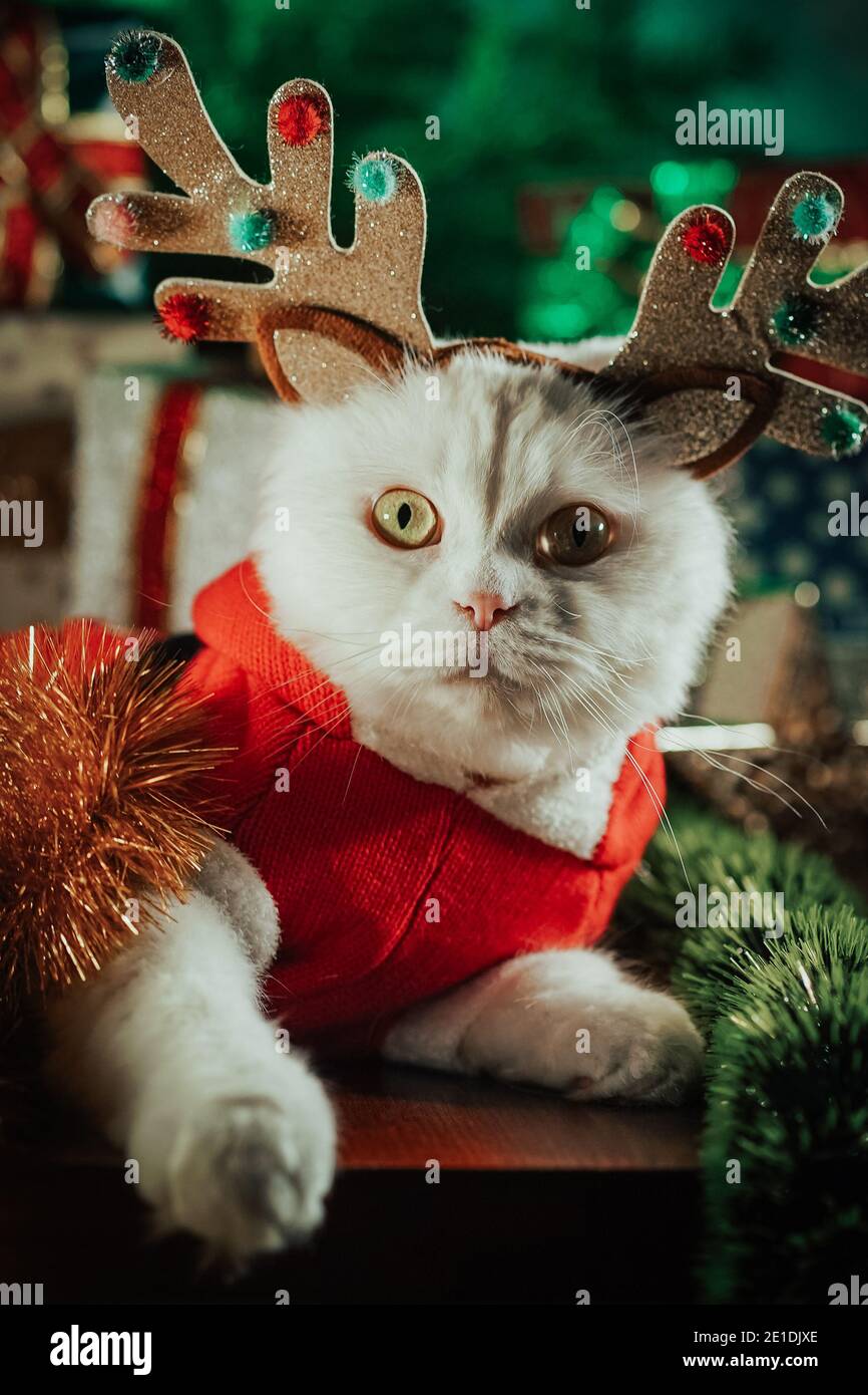 Portrait De Chat Blanc Moelleux Dans La Decoration De Noel Cornes De Cerf Et Costume De Pere Noel Nouvelle Annee Animaux Animaux De Compagnie Meme Concept Photo Stock Alamy