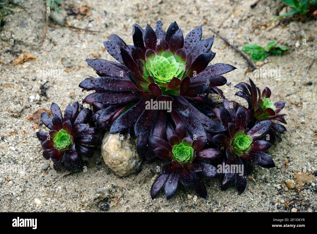 aeonium Black Magic,evergreen,succulent,violet foncé,très foncé,rosette,rosettes,feuillage,feuilles,succulentes,succulentes,fleurs RM Banque D'Images