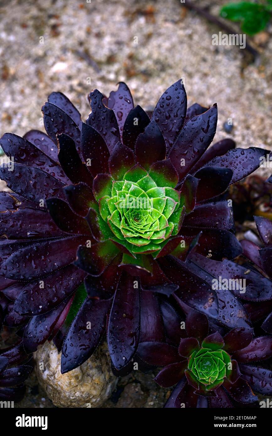 aeonium Black Magic,evergreen,succulent,violet foncé,très foncé,rosette,rosettes,feuillage,feuilles,succulentes,succulentes,fleurs RM Banque D'Images