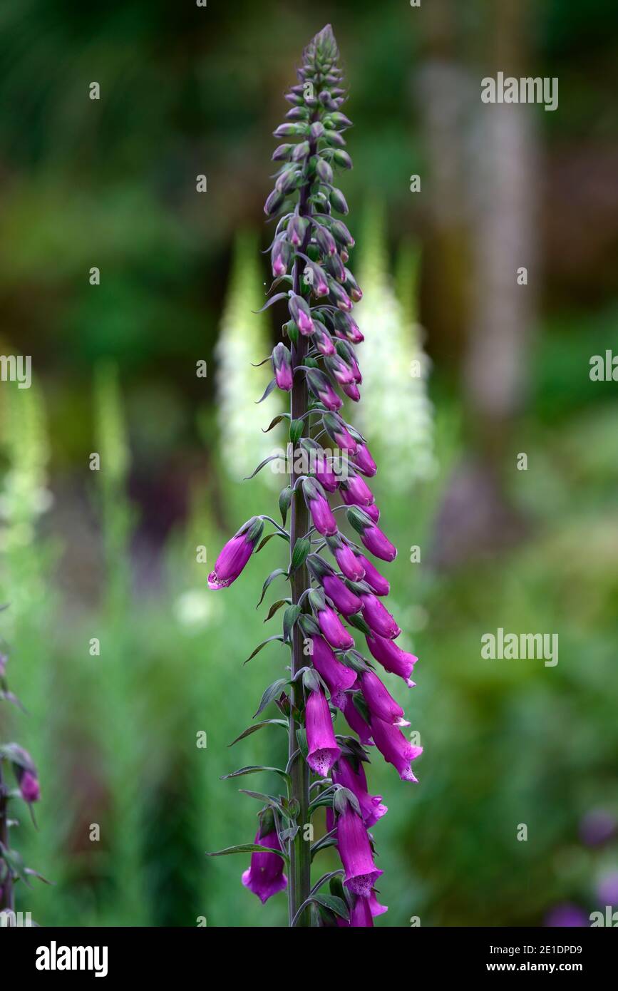 Digitalis purpurea,foxygant pourpre,digitalis alba,fleurs pourpres et blanches,RM floral Banque D'Images