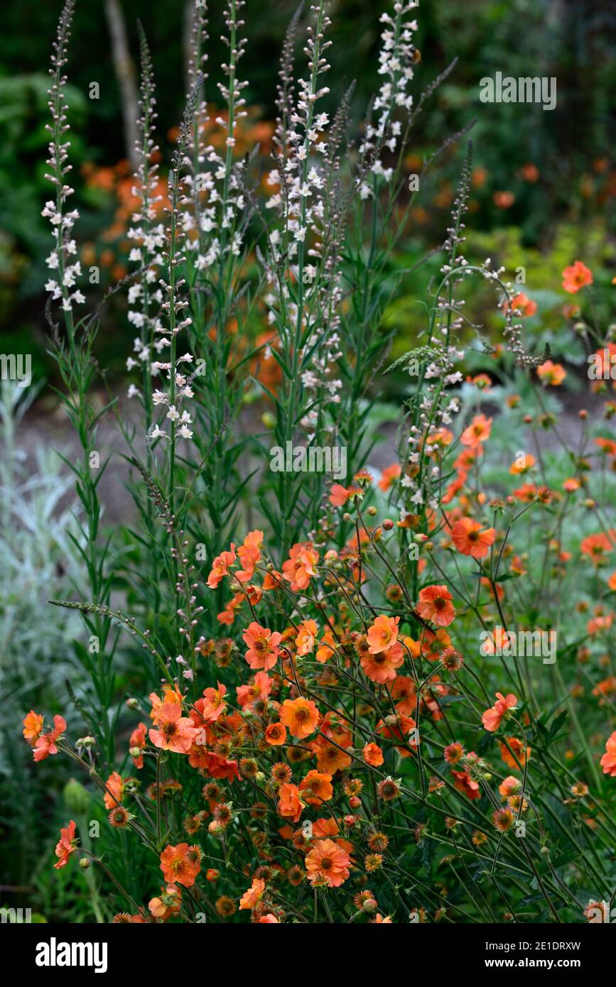 geum totalement tangerine,geum,orange geum,Linaria Dial Park,toadlin,mauve fleurs,tiges fleuries,spires,snapdragon,frontière mixte,mélangé lit, mixte Banque D'Images