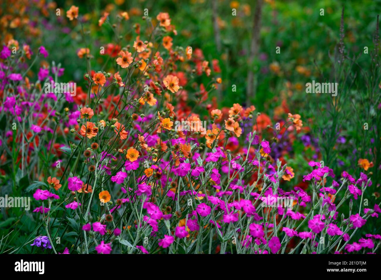 Lychnis Hill Grounds,Rose campion Hill Grounds,magenta rose fleurs,magenta rose fleur,geum totalement tangerine, fleurs d'orange, combinaison de floraison, mi Banque D'Images