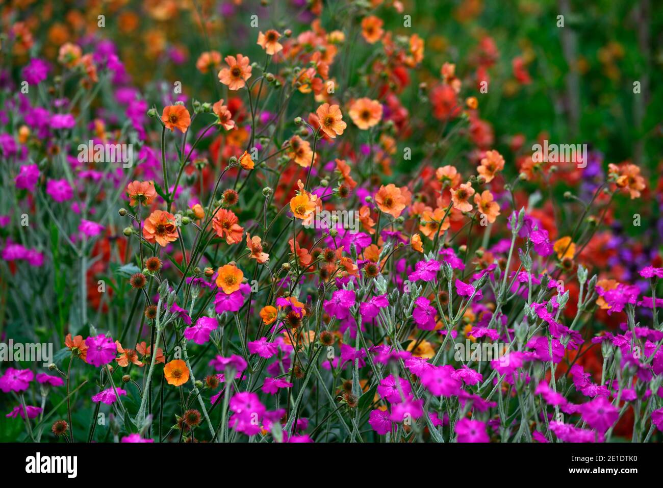 Lychnis Hill Grounds,Rose campion Hill Grounds,magenta rose fleurs,magenta rose fleur,geum totalement tangerine, fleurs d'orange, combinaison de floraison, mi Banque D'Images