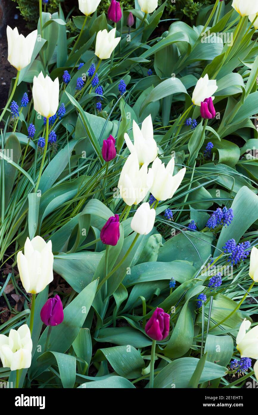 Bulbes de tulipes, tulipes dans un jardin ou lit de fleur de printemps, Royaume-Uni Banque D'Images