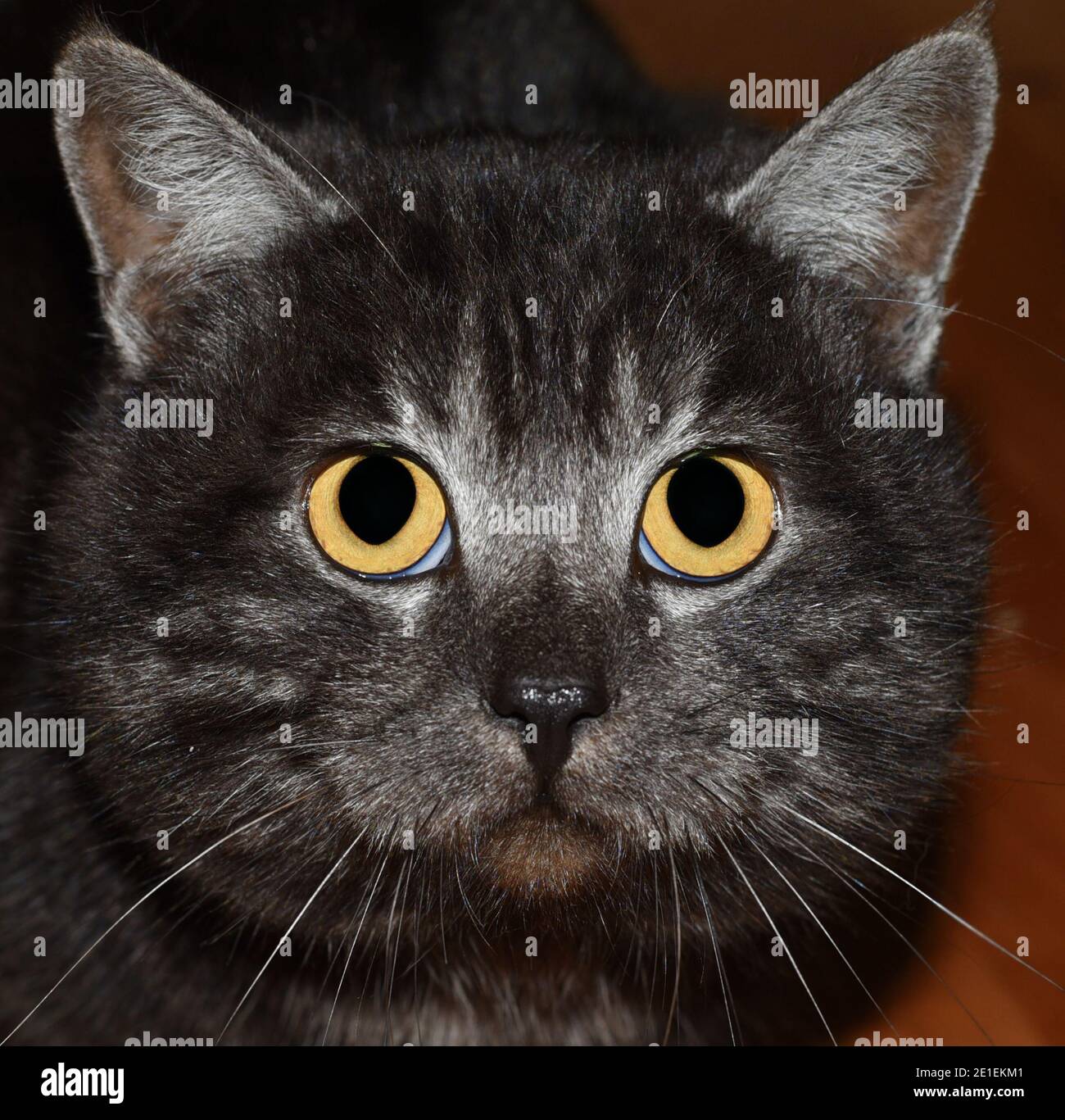 Gros yeux de chat gris effrayé Banque D'Images