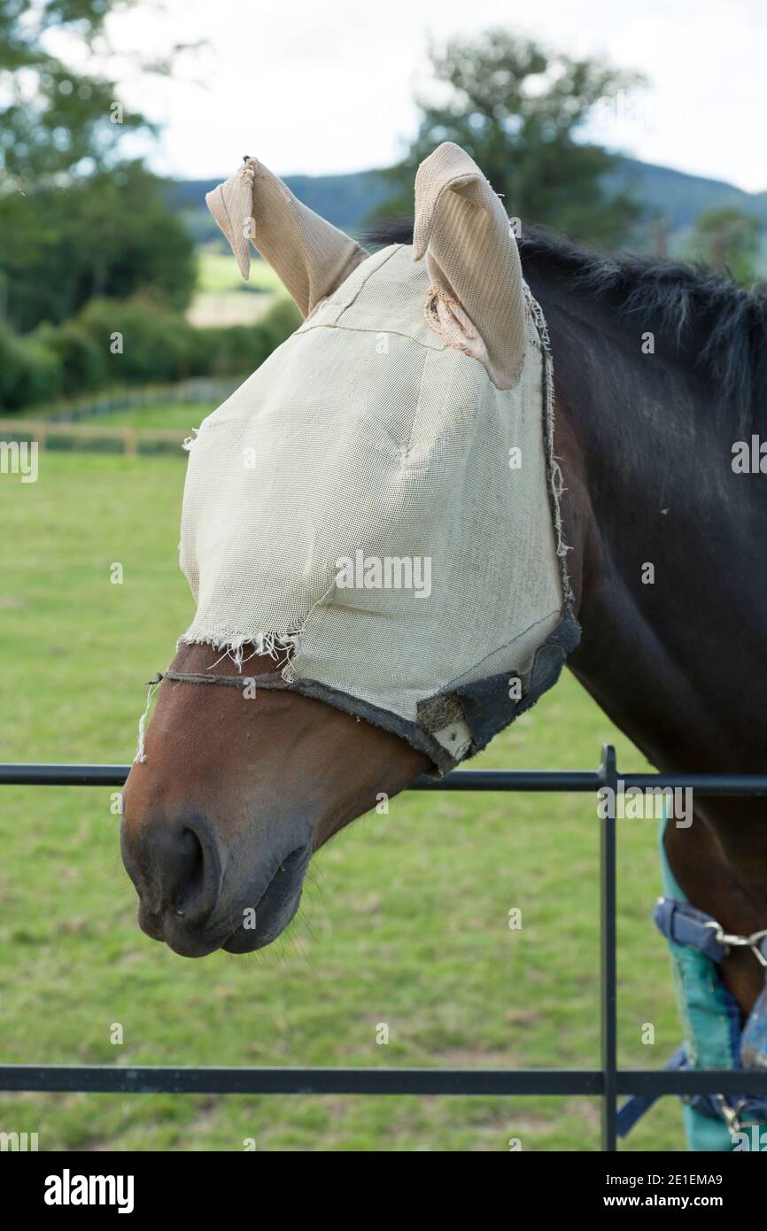 Gros plan d'un cheval portant un masque de mouche pour protéger les yeux et les oreilles des insectes. Shropshire, Royaume-Uni Banque D'Images