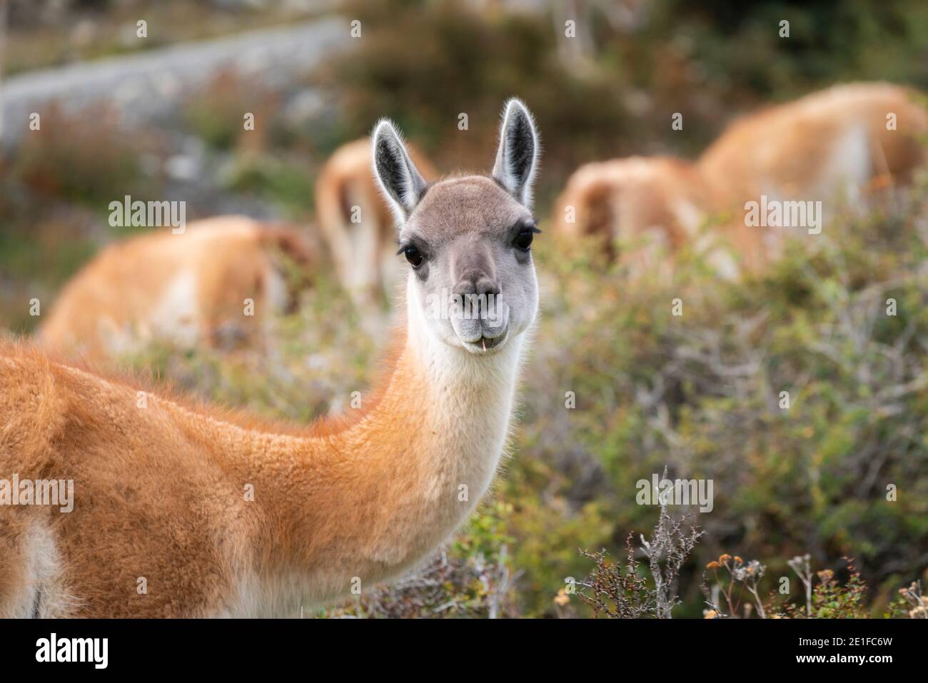 Chef de guanaco regardant la caméra, parc national Torres del Paine, région de Magallanes, Patagonie, Chili Banque D'Images