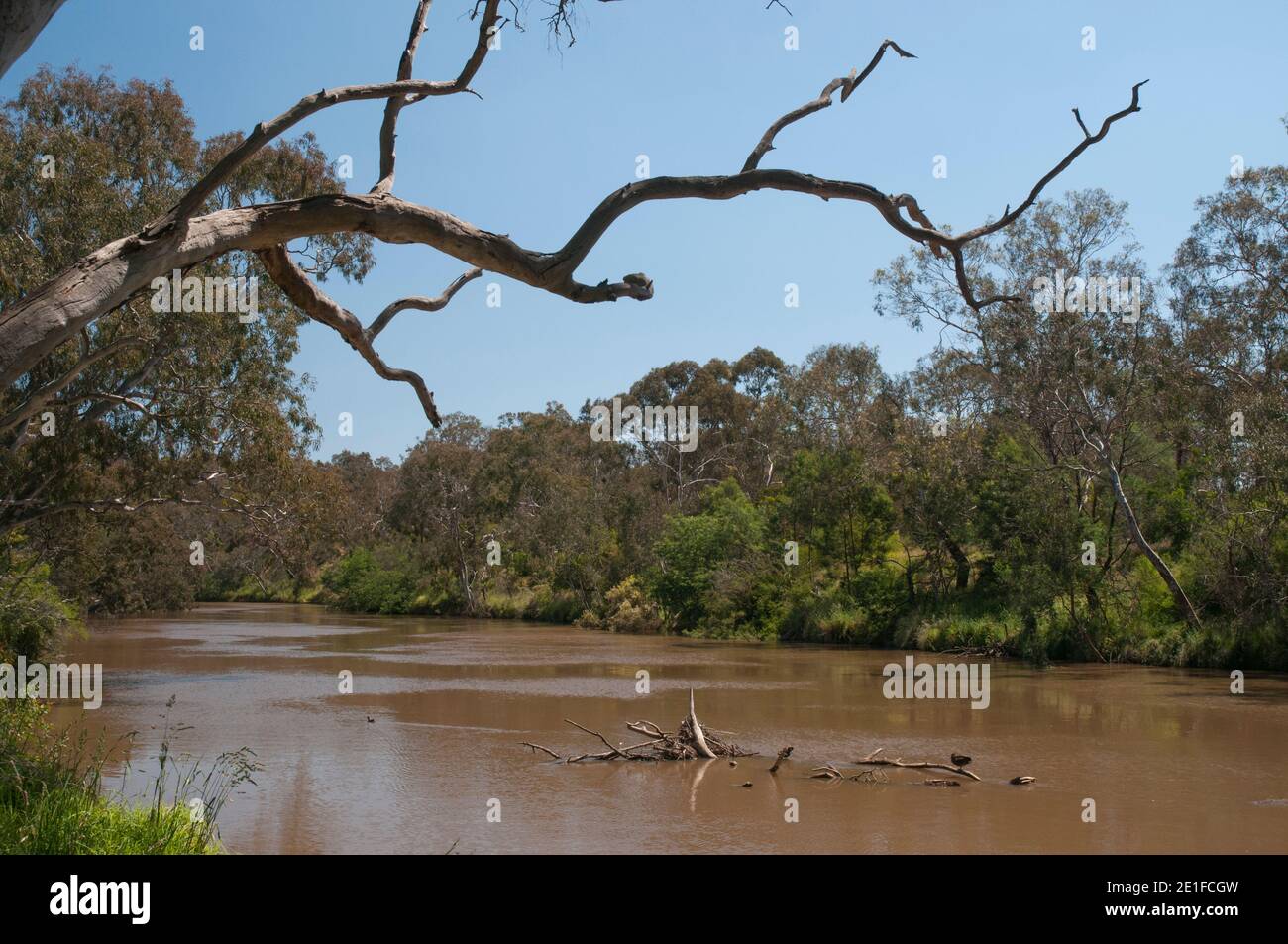 Le parc Yarra Bend est le plus grand parc naturel de brousse de Melbourne, en Australie, qui conserve les bois d'eucalyptus naturels le long de la Yarra River. Banque D'Images