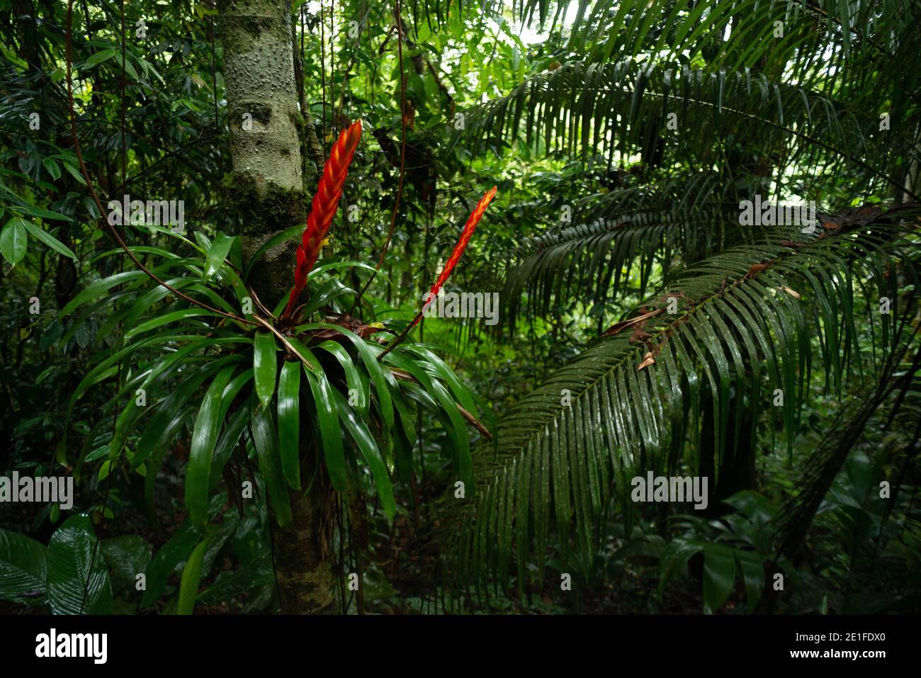 Broméliade à l'intérieur de la forêt tropicale de l'Atlantique, au Brésil du Sud-est Banque D'Images