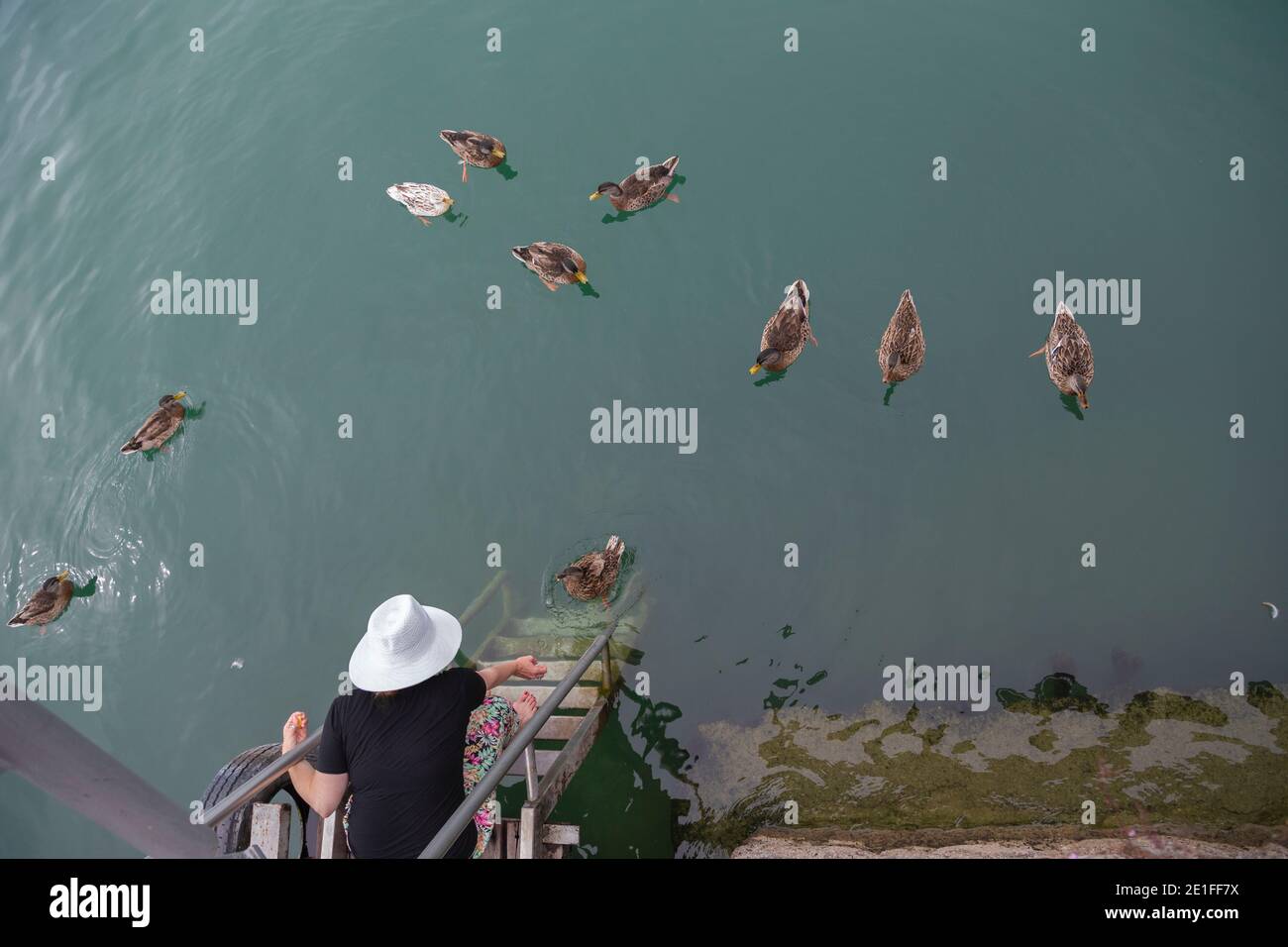 Une femme se penchait sur l'eau pour nourrir une famille de canards Banque D'Images