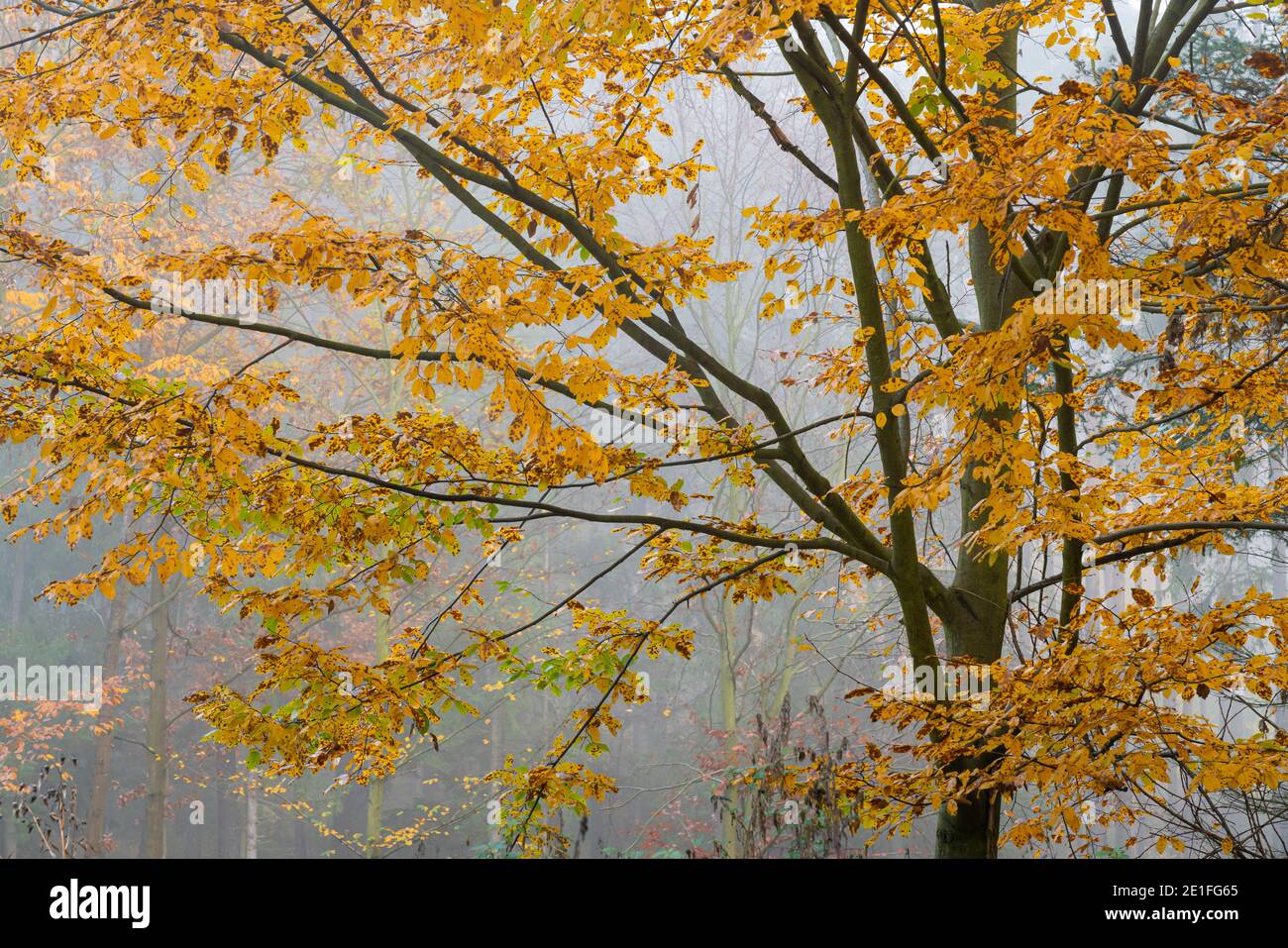 Détail des branches d'arbre avec des feuilles jaunes en automne le matin brumeux, région de Bohème centrale, République tchèque Banque D'Images
