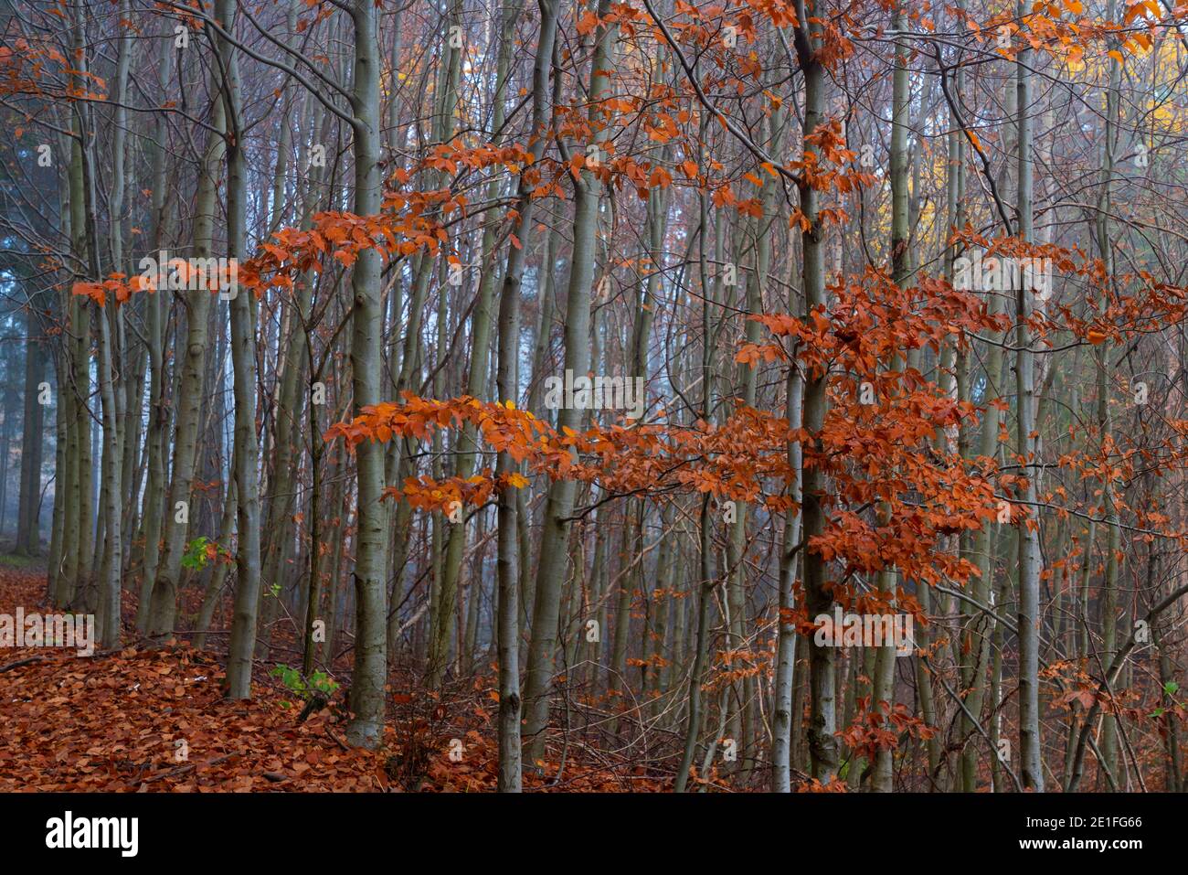 Arbre avec feuilles d'orange en forêt en automne, région de Bohème centrale, République tchèque Banque D'Images