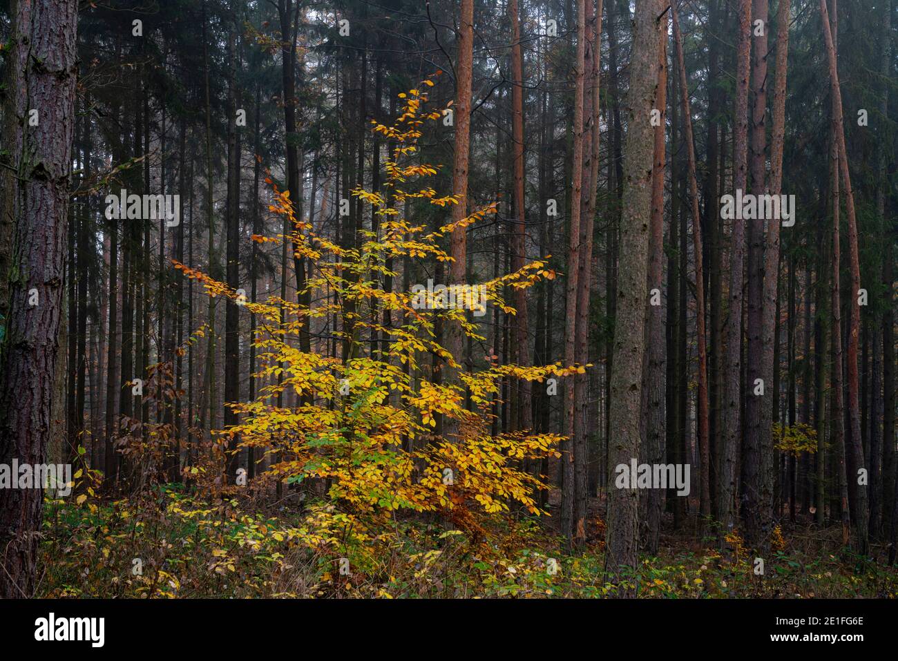 Hêtre jaune en forêt à l'automne, région de Bohème centrale, République tchèque Banque D'Images