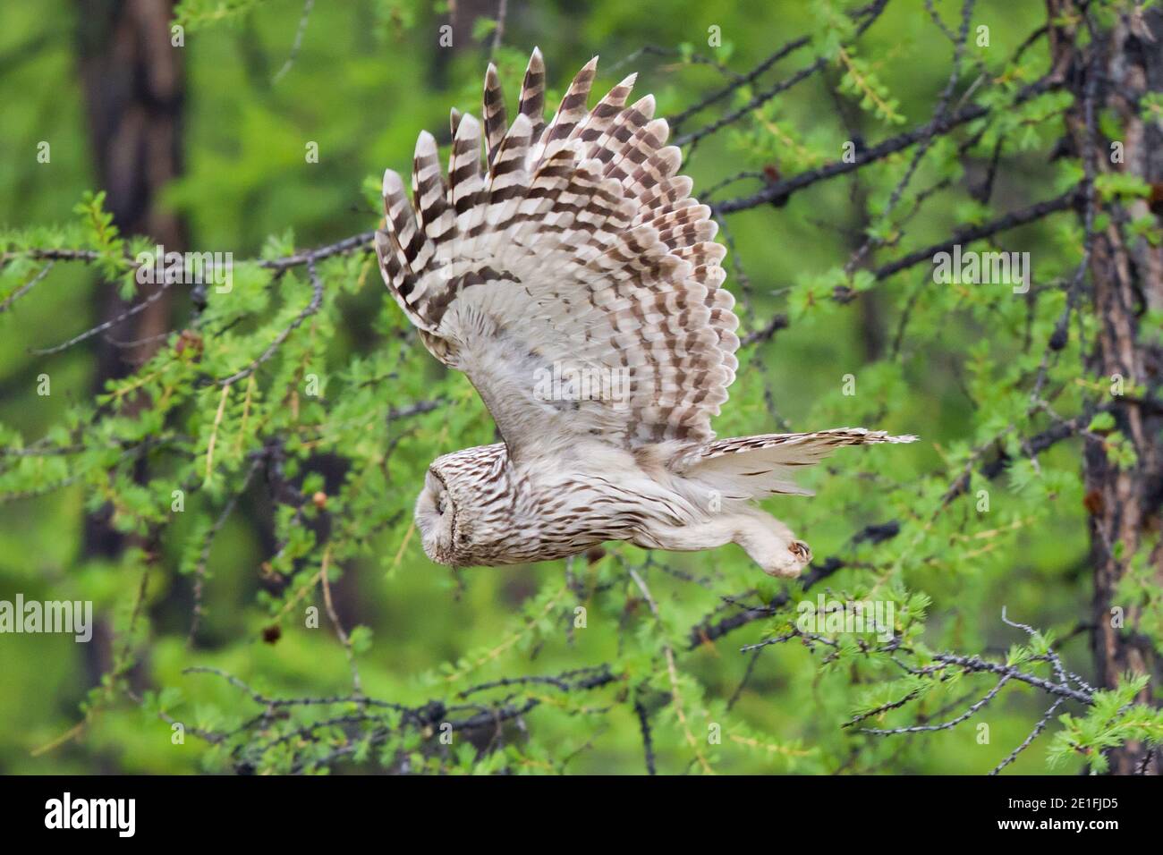 Oural Owl (Strix uralensis) volant dans la forêt boréale de la taïga, lac Huvsgol, Mongolie Banque D'Images