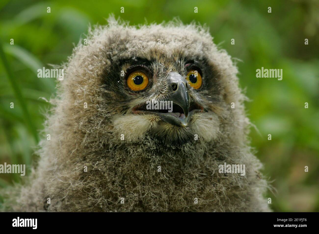 Hibou de l'aigle eurasien (Bubo bubo), portrait de jeunes oiseaux et gros plan sur le fond de la forêt, Brandebourg, Allemagne Banque D'Images