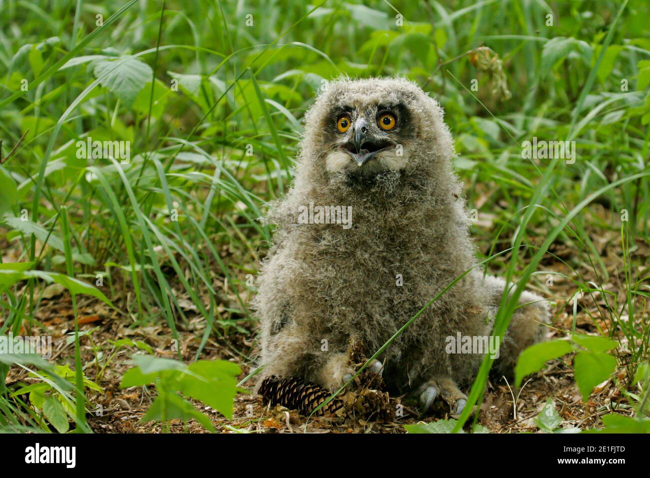 Hibou eurasien de l'aigle (Bubo bubo), jeune oiseau assis sur le fond de forêt, Brandebourg, Allemagne Banque D'Images