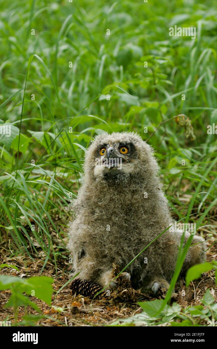 Hibou eurasien de l'aigle (Bubo bubo), jeune oiseau assis sur le fond de forêt, Brandebourg, Allemagne Banque D'Images