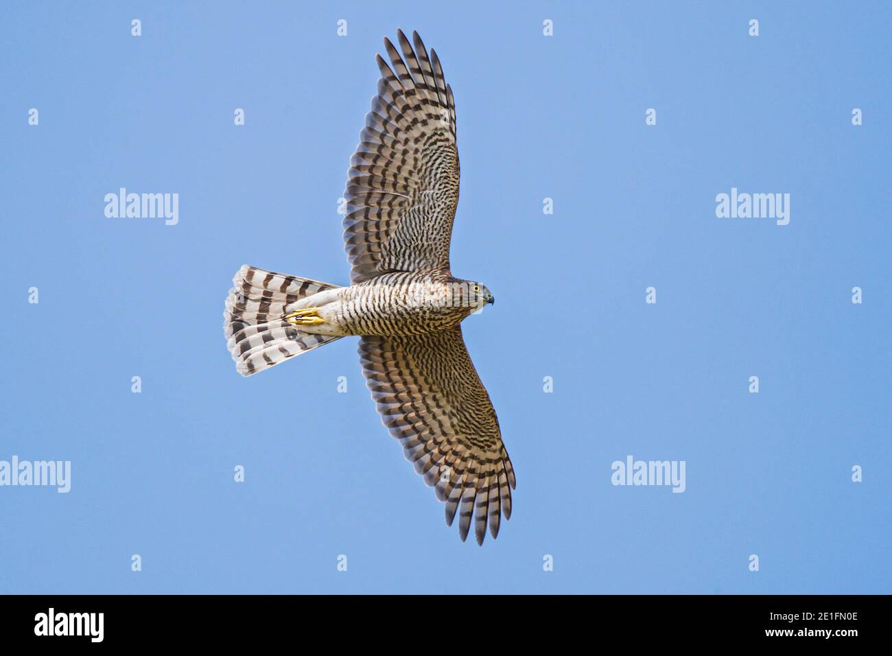 Sparrowhawk eurasien (Accipiter nisus) adulte volant dans le ciel bleu, Hesse, Allemagne Banque D'Images