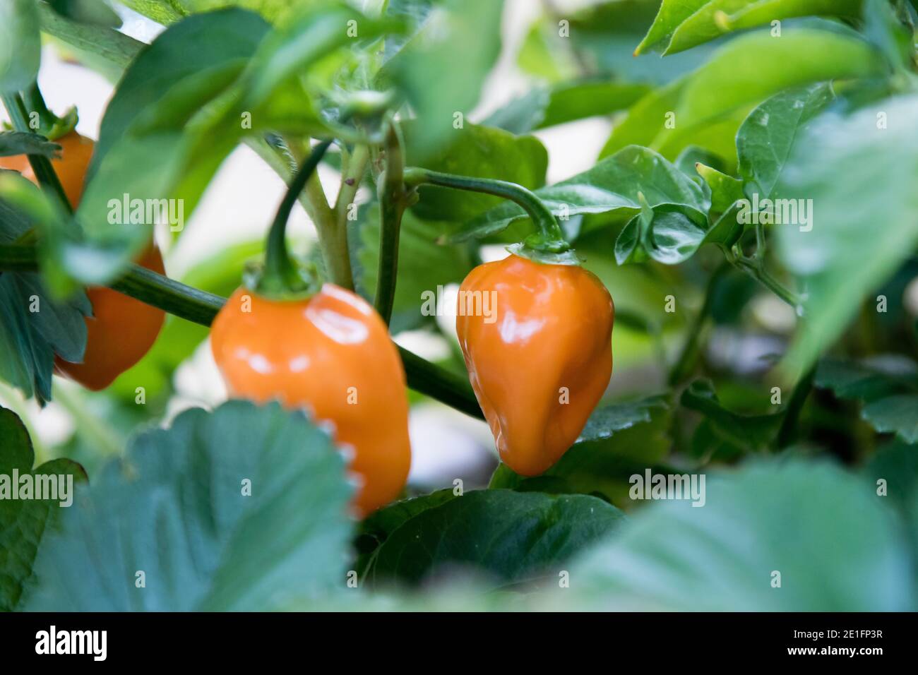 C'est CHAUD ! Habanero Peppers Banque D'Images