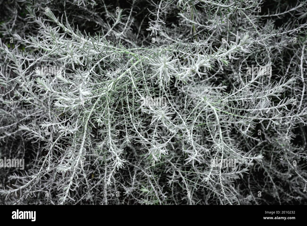 Faune et feuillage dans les jardins près de la baie de Singapour Banque D'Images