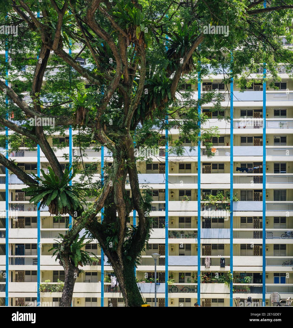 Logement public à haute densité, à Toa Payoh, Singapour. Le développement est situé à côté d'un parc avec un grand arbre de pluie. Banque D'Images